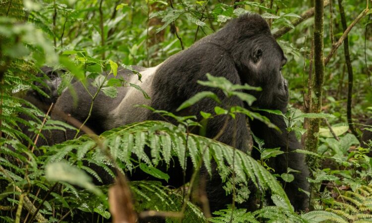 New Price for Guided Walks in Bwindi National Park