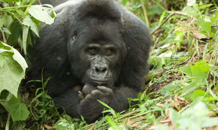 Uganda Gorilla Trekking from France