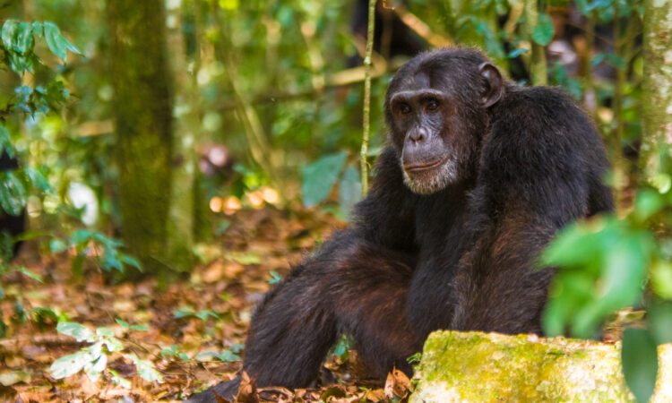 Attractions in Kibale National Park
