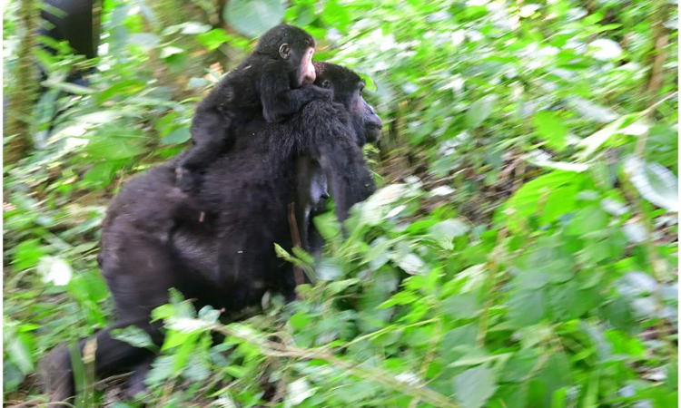 Baby Gorilla born in Nkuringo Family