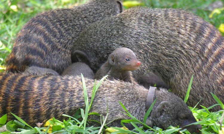 Mongoose tracking in Queen Elizabeth National Park
