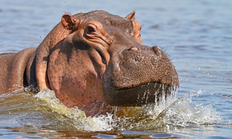 Top 10 Deadliest Animals in the World