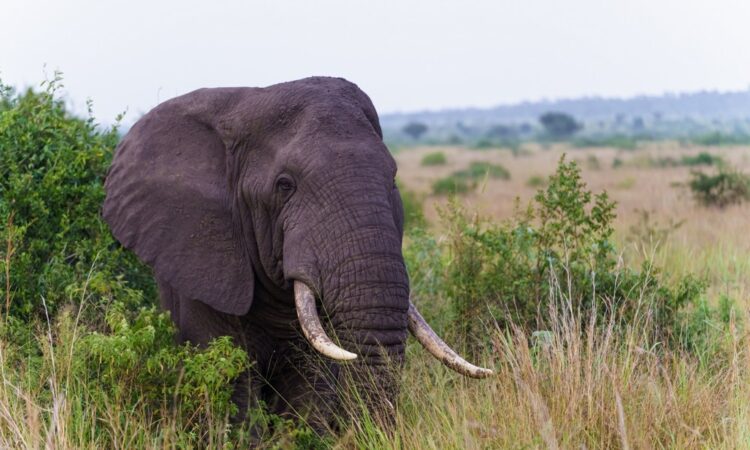 Top 10 Strongest Animals in the World