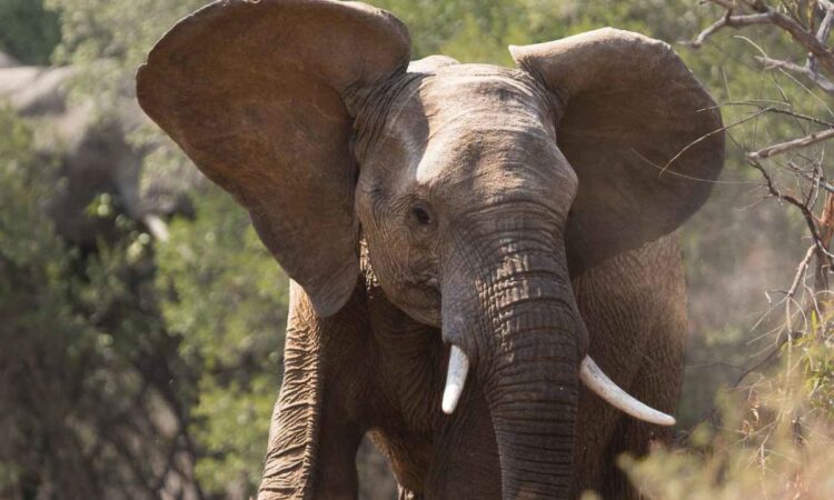 Top 10 animals with the best sense of hearing