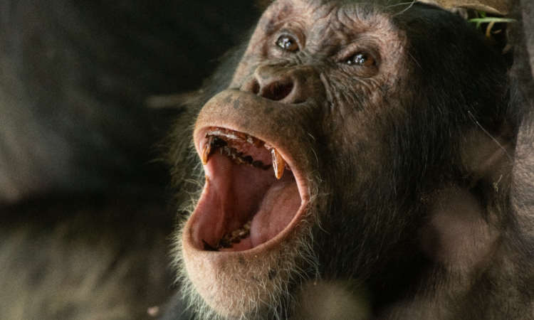 What if a Chimpanzee Smiles at you?