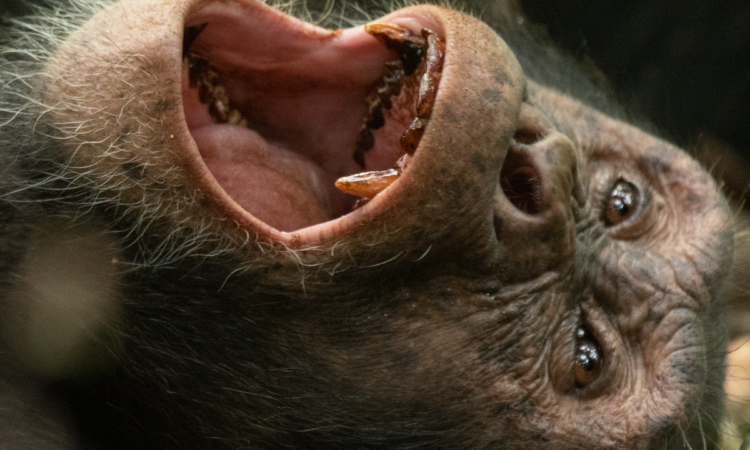 Why do Chimpanzees Kill Each Other?