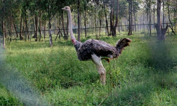 Mbale zoo