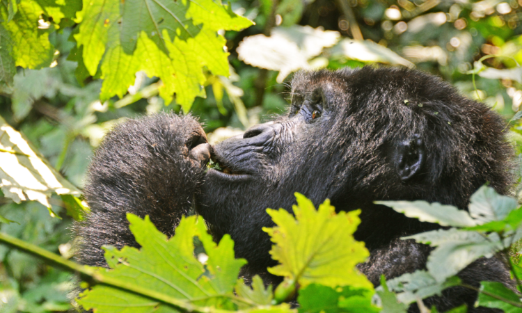 Are there still Slots for Gorilla Trekking in October 2026?