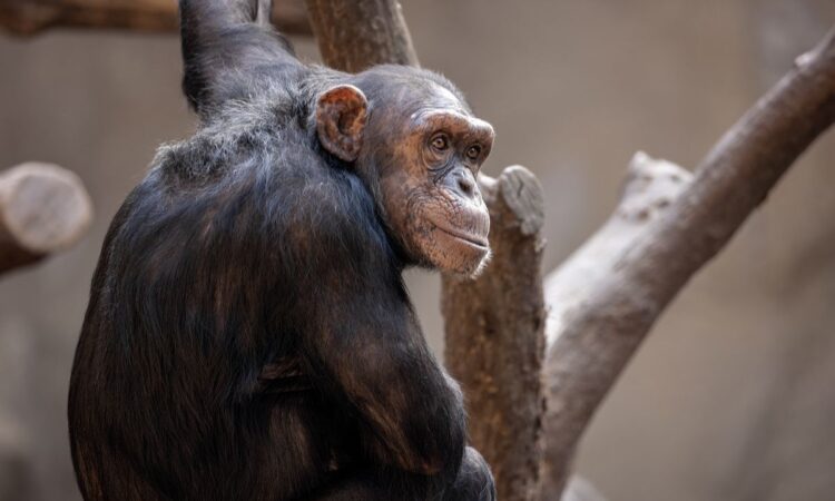 Booking a Chimpanzee Habituation Permit in Kibale National Park