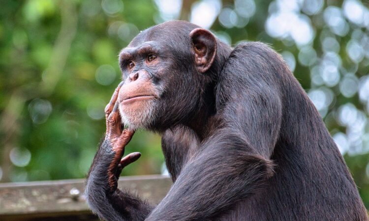 Discounted/low Season Chimpanzee Trekking Permits in Kibale National Park