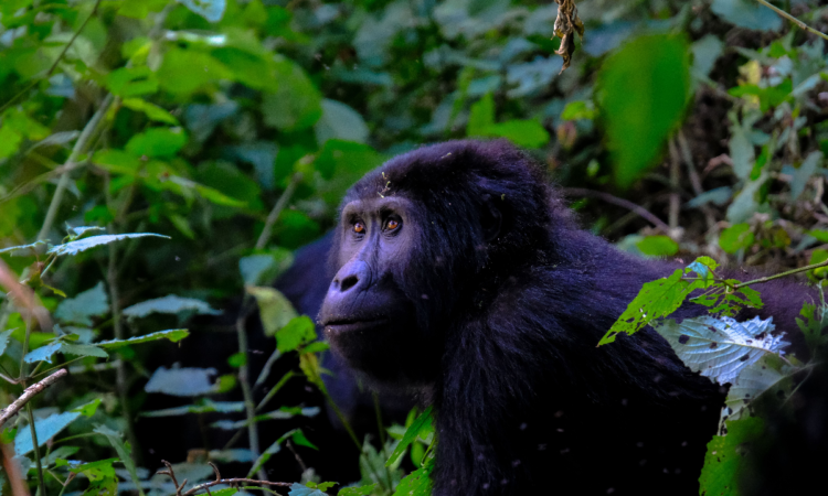 Gorilla Habituation Experience in Bwindi National Park