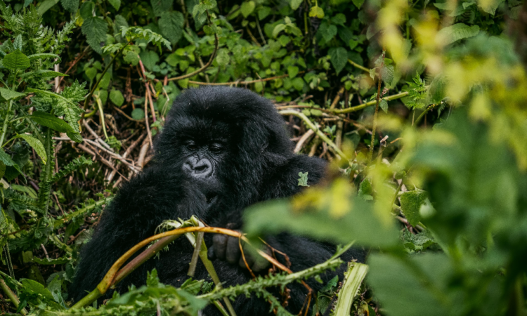Gorilla Trekking in Bwindi National Park 2026