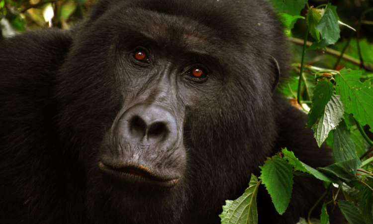 How much is a gorilla tour in Uganda