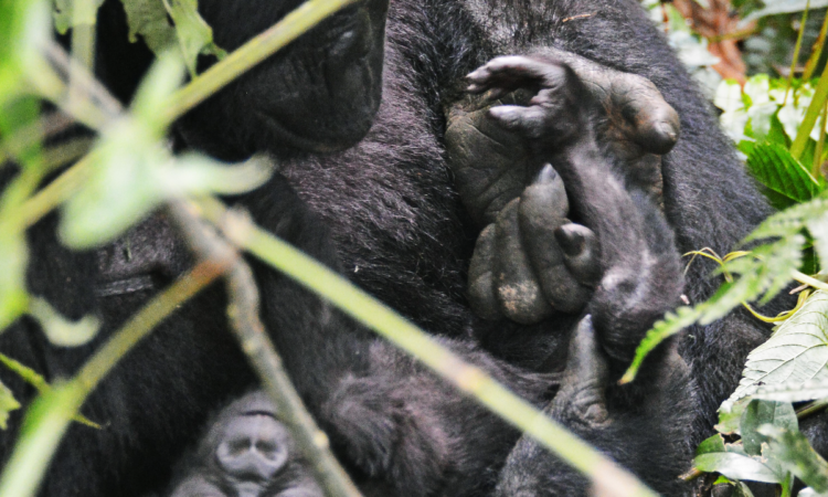 Mountain Gorilla Reproduction