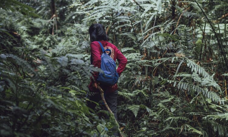 Nature Walks in Bwindi National Park