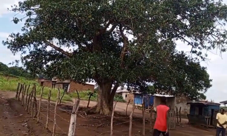 Salia Musala Tree