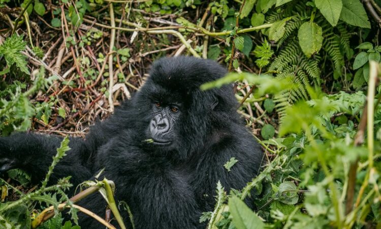 What Country is Safer for Gorilla Trekking, Uganda or Rwanda?