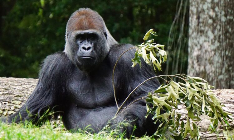 What is a Gorilla’s Worst Enemy