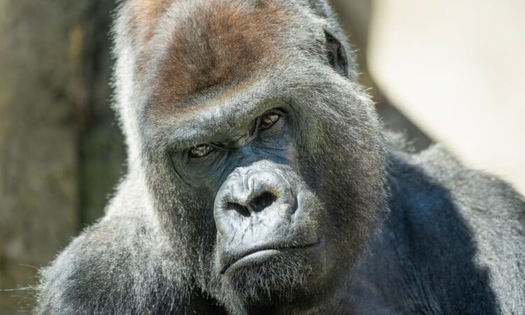 Which Animal Eats Gorillas?