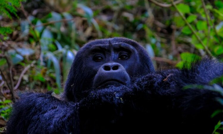 Why Can’t Mountain Gorillas be Kept in Zoos?
