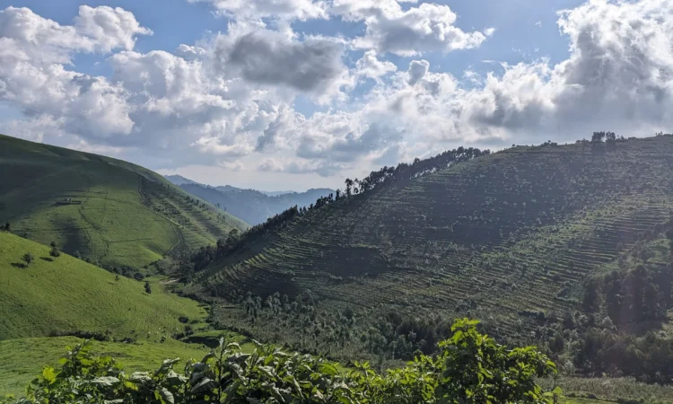 3 Days Chimpanzee and Nature Hikes in Gishwati-Mukura National Park