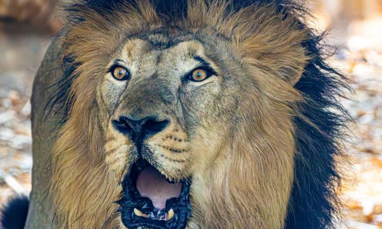 Do Lions Prey on Gorillas