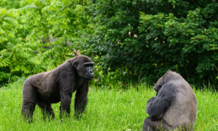 Do Male Gorillas Force Females to Mate?
